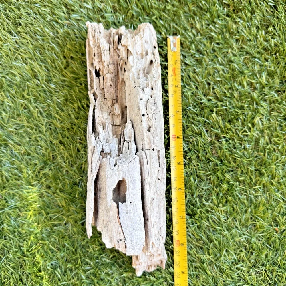 2 Natural Driftwood Pieces California Coast Rustic Beach Decor Aquarium Art